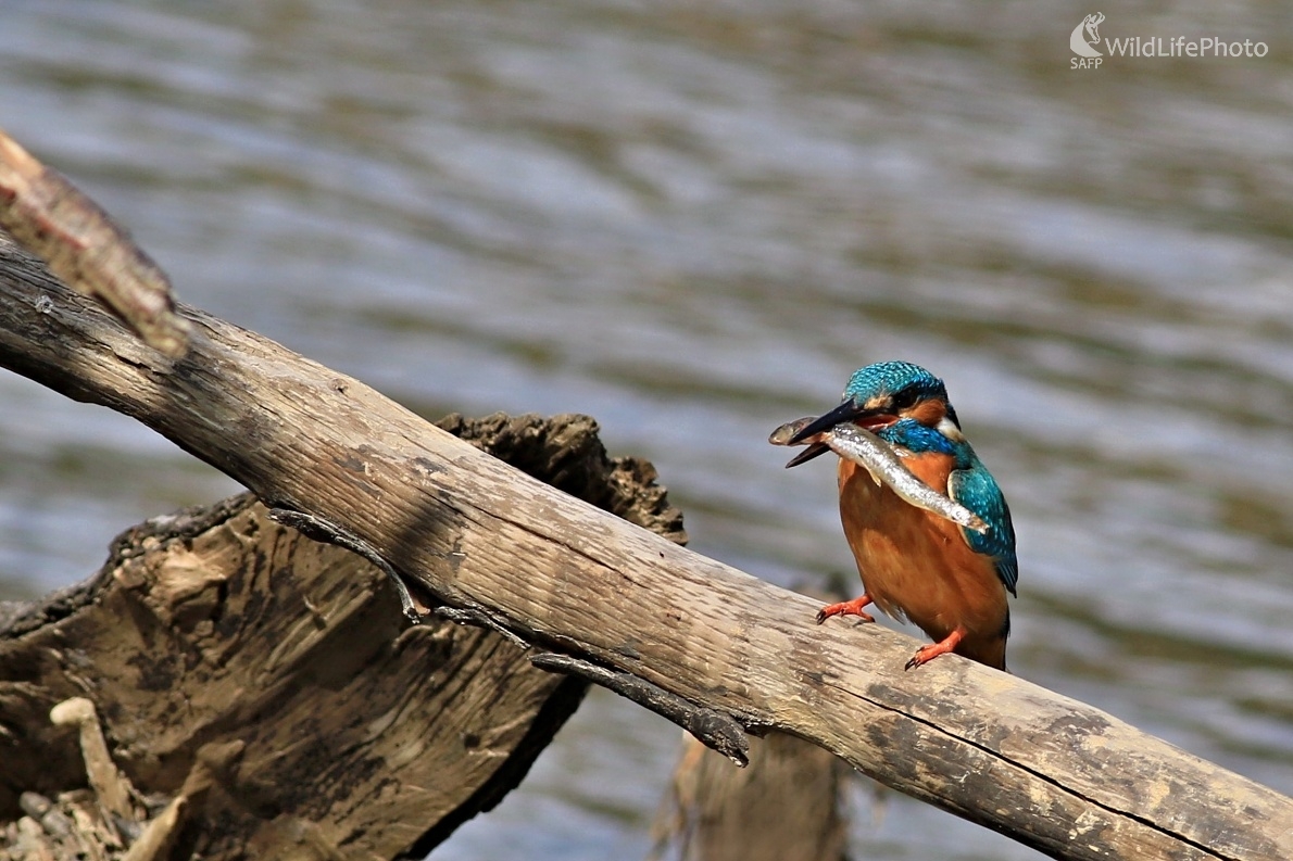 Rybárik s rybkou (Maroš Detko)