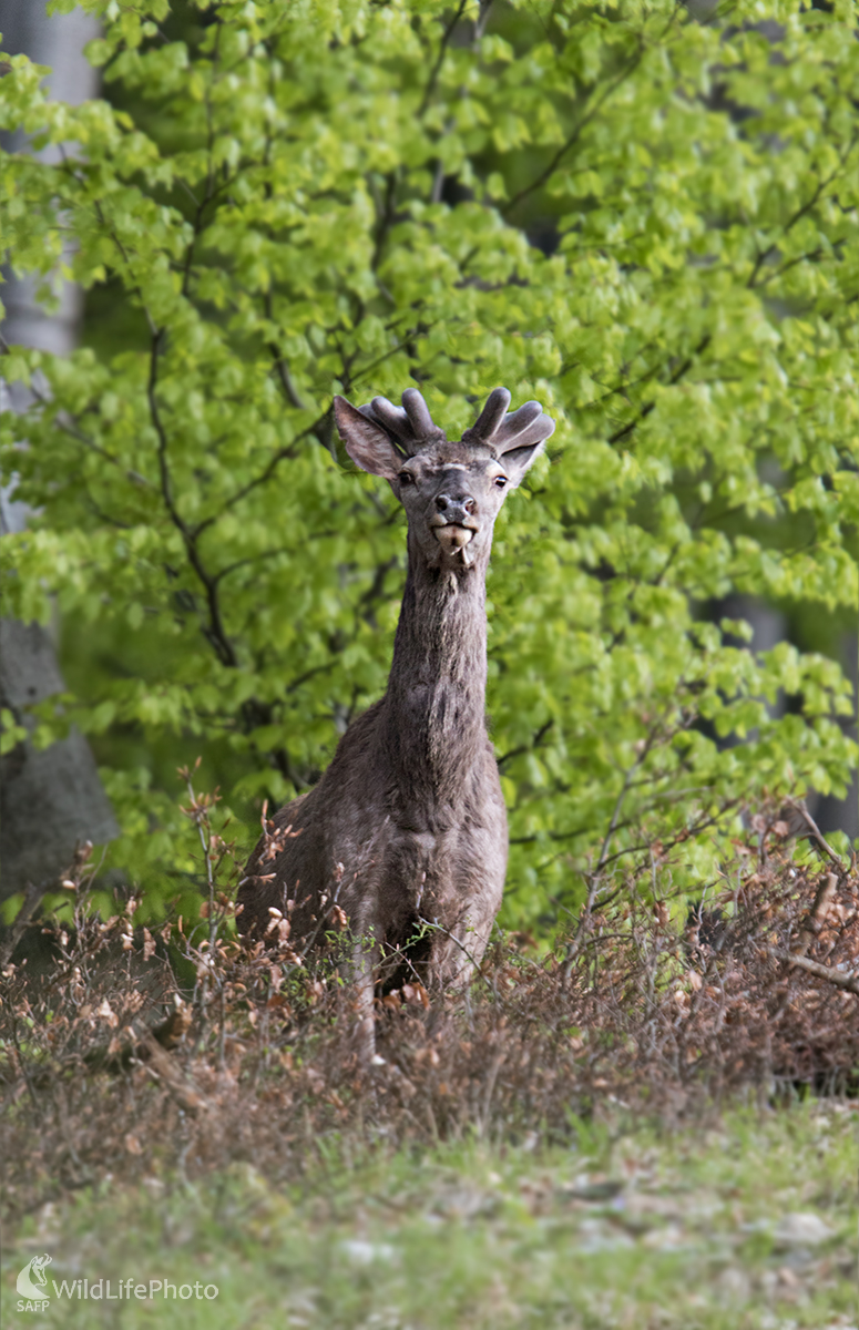 Jeleň (Martin Vondra)