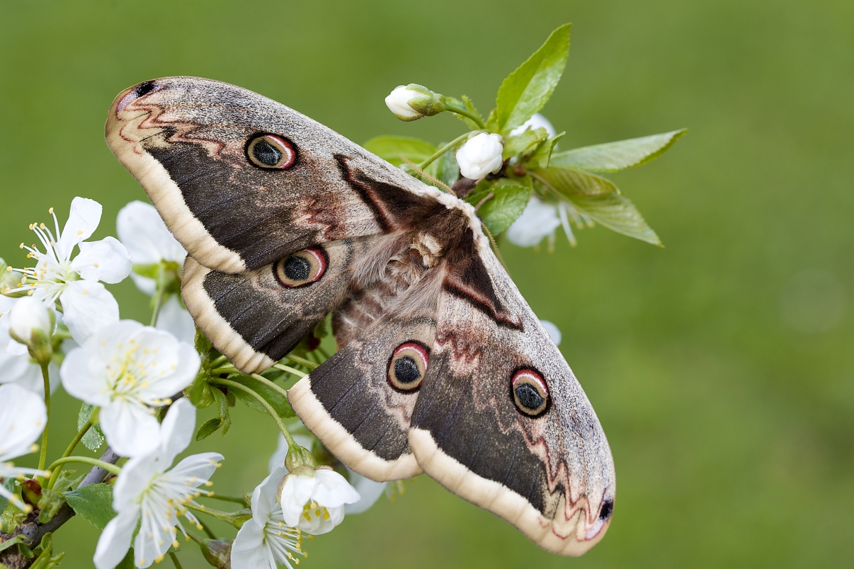 Okáň hruškový (Saturnia pyri) (Dušan Majerník)