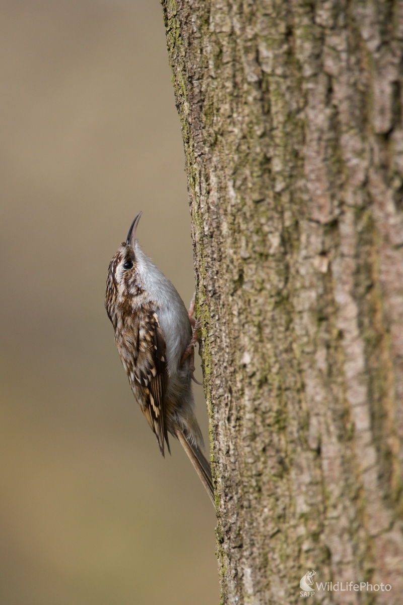 Kôrovník dlhoprstý (František Hromada)