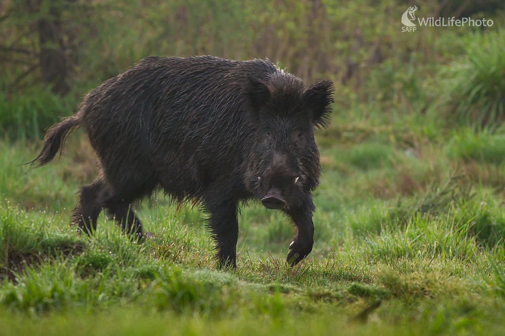 Kanec (Ladislav Dzivjak)