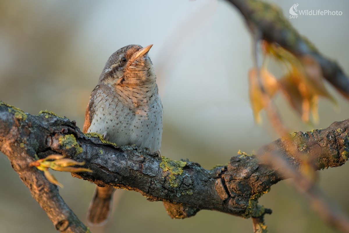 Krutihlav (Ľubomír Ondráško)