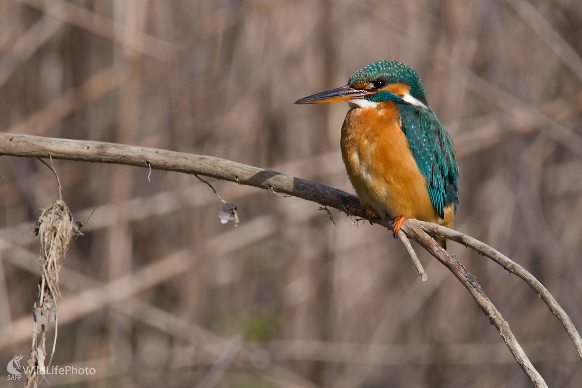 Pokus s Rybárikom (František Hromada)