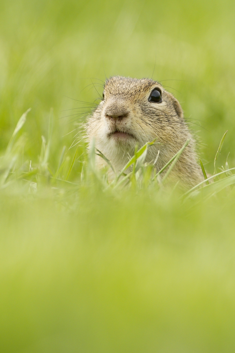 ... z domčeka ...  ( syseľ pasienkový ) (Dušan Majerník)