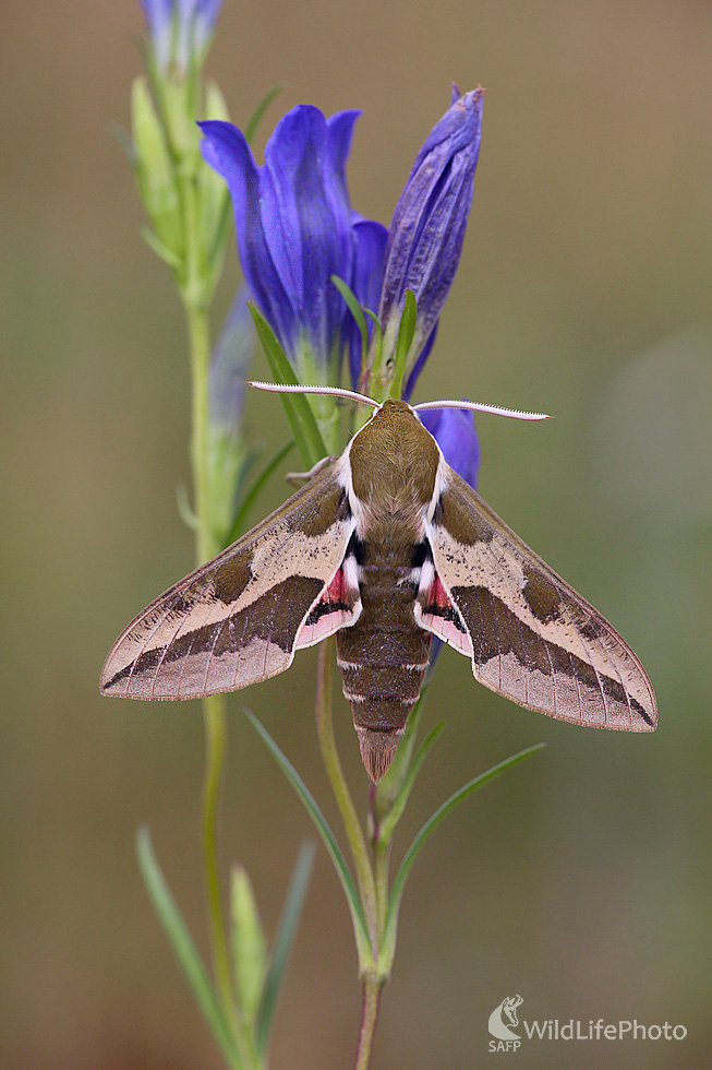 Lišaj mliečnikový (Dominik Kalata)