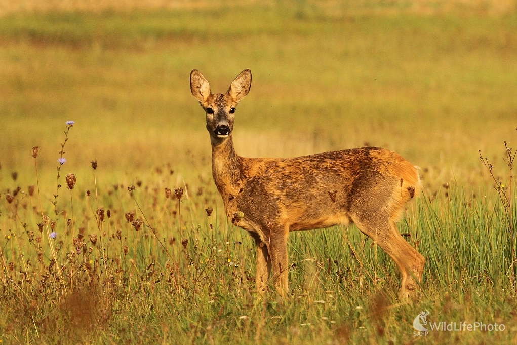 srna (Milan Fuňák)