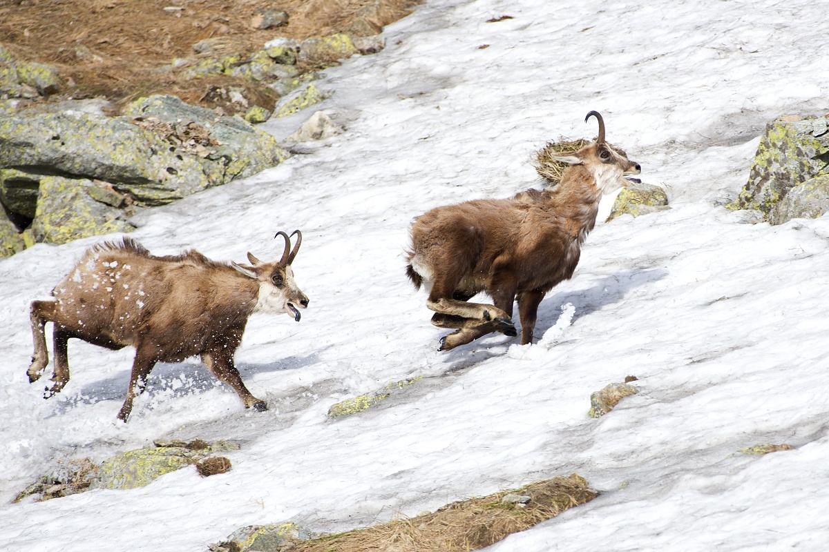 ochrana teritória ( kamzík vrchovský tatranský ) (Dušan Majerník)