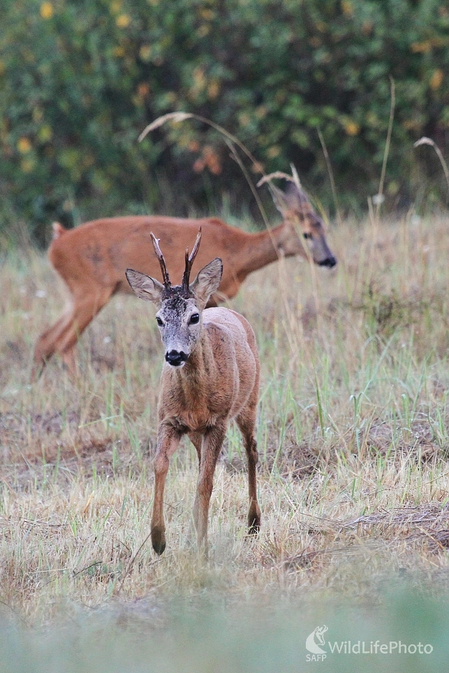 Srnček (Milan Fuňák)