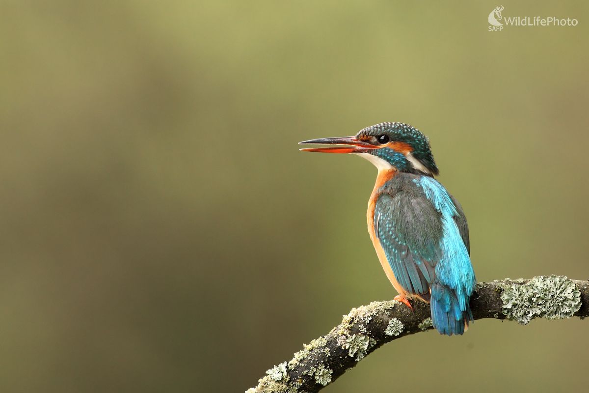 Čarovné volanie (Michal Stoklasa)