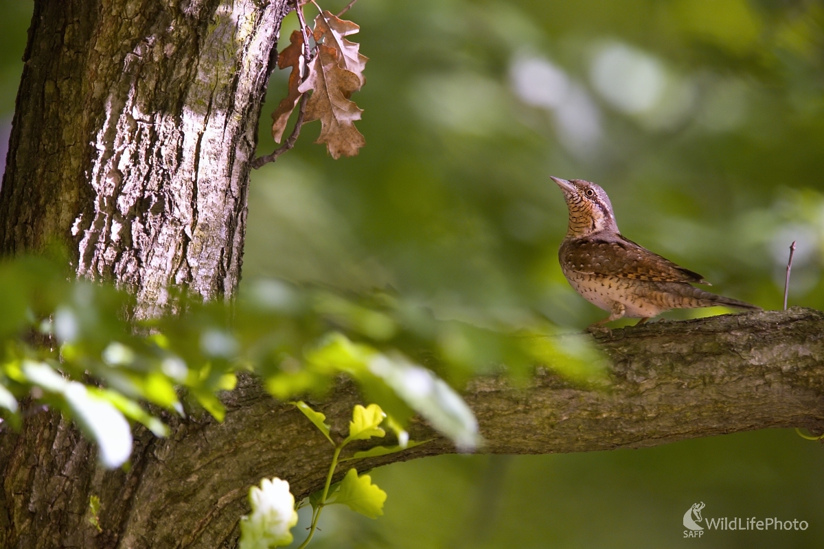 Po návrate zo zimoviska (František Hromada)