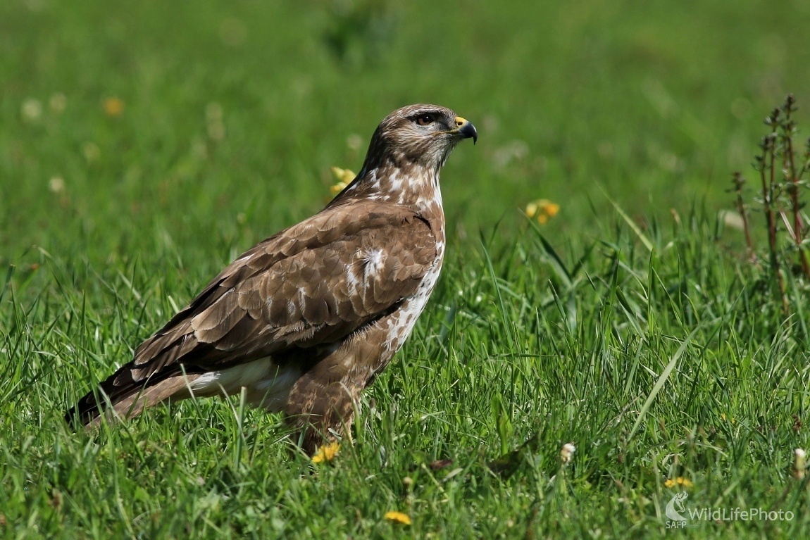 V strehu (Maroš Detko)