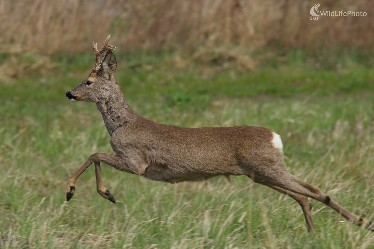 V skoku (Vladimír Michalec)