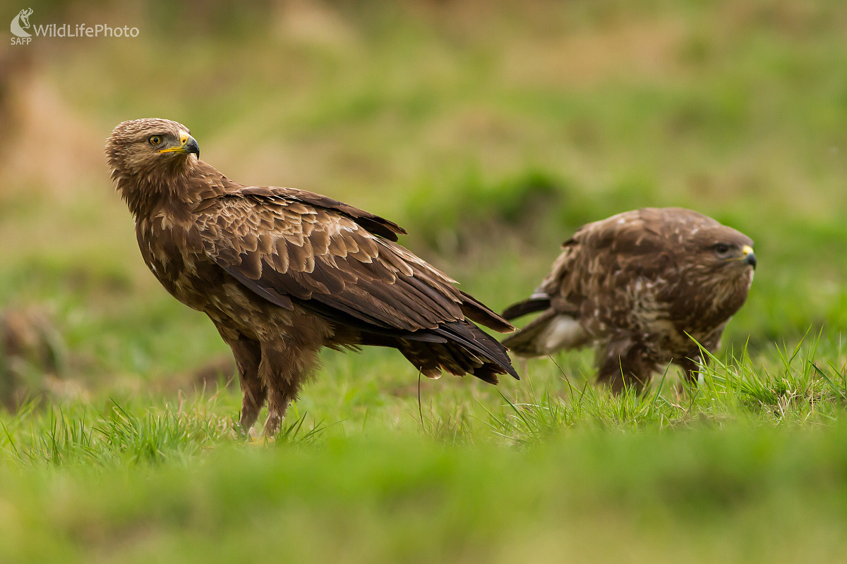 Pár dravcov (Ladislav Dzivjak)