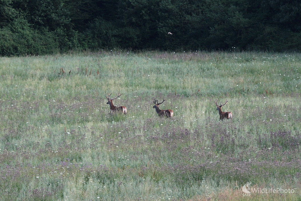 ...traja králi... (Milan Fuňák)