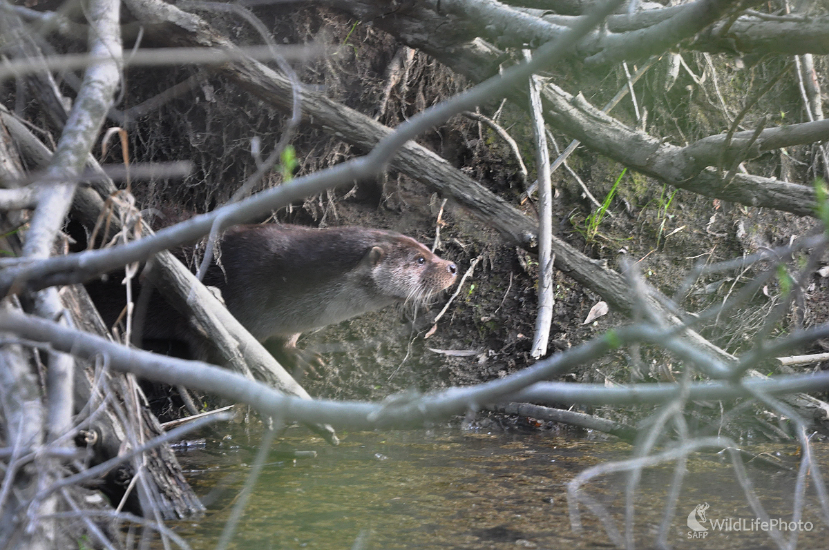 Pri východe z nory (Milan Čierny)
