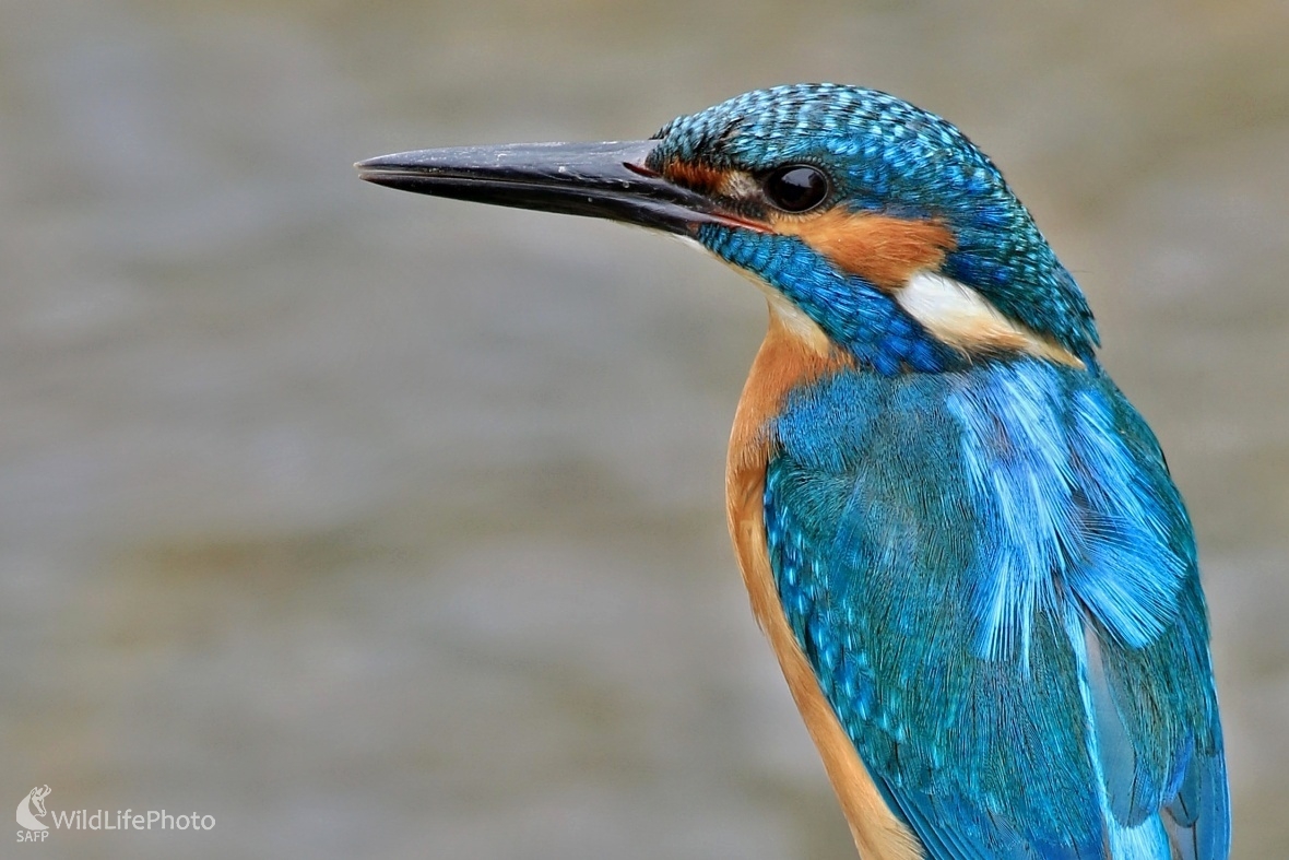 Portrét rybárika (Maroš Detko)