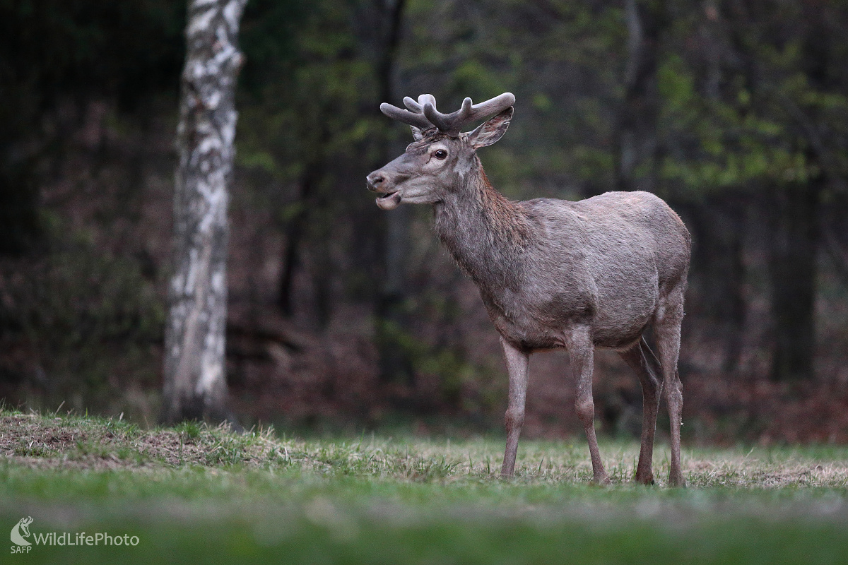Lykáč ... (Marián Jamrich)
