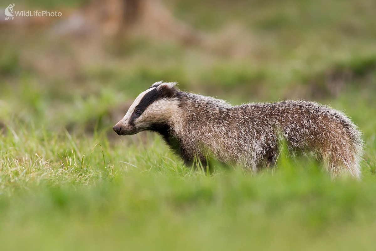 Meles meles (Ladislav Dzivjak)