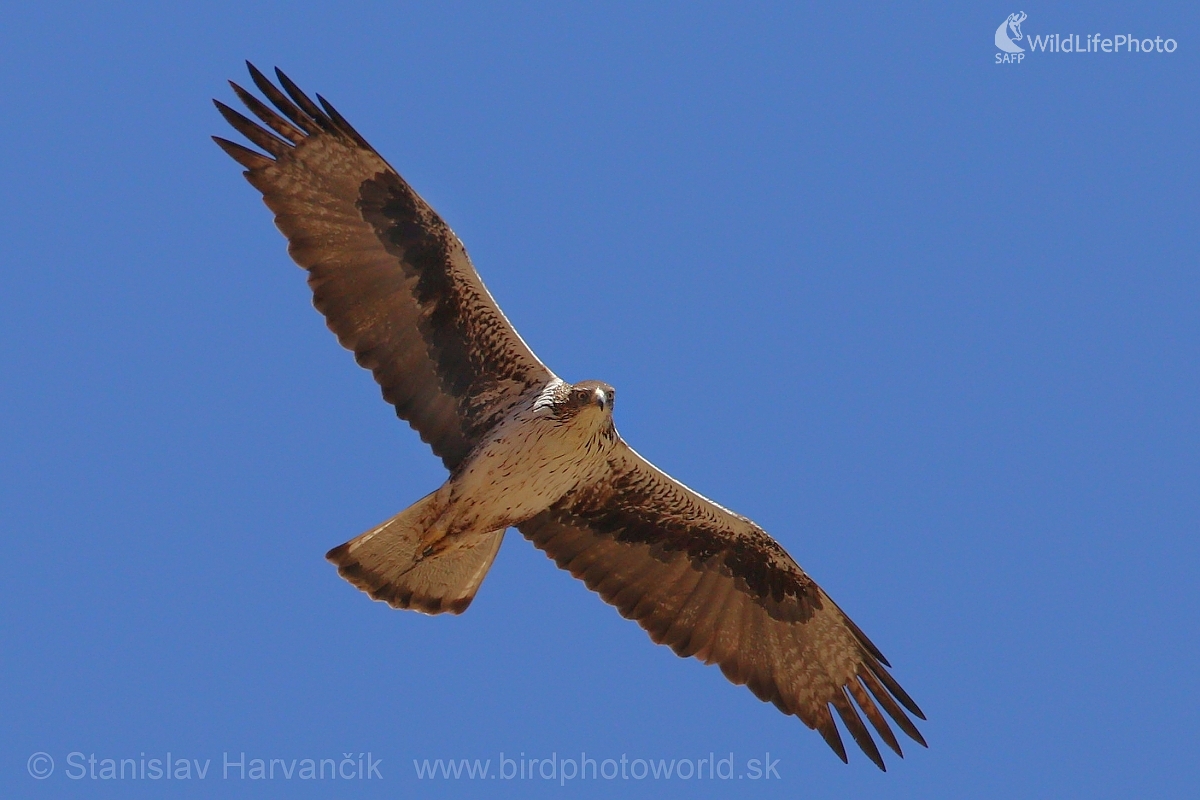 Orol jastrabovitý (Aquila fasciata) (Stanislav Harvančík)
