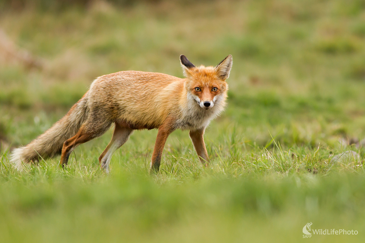 Líštička (Ladislav Dzivjak)