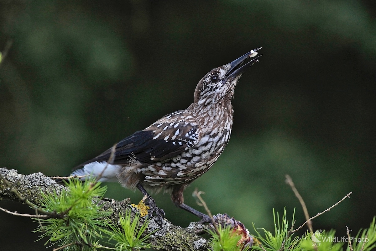 Orešnica perlovaná ( Nucifraga  caryocatactes ) (Ivan Kochan)