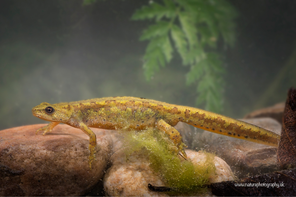 Lissotriton montandoni (Carpathian Newt) (Michal Lučanský)