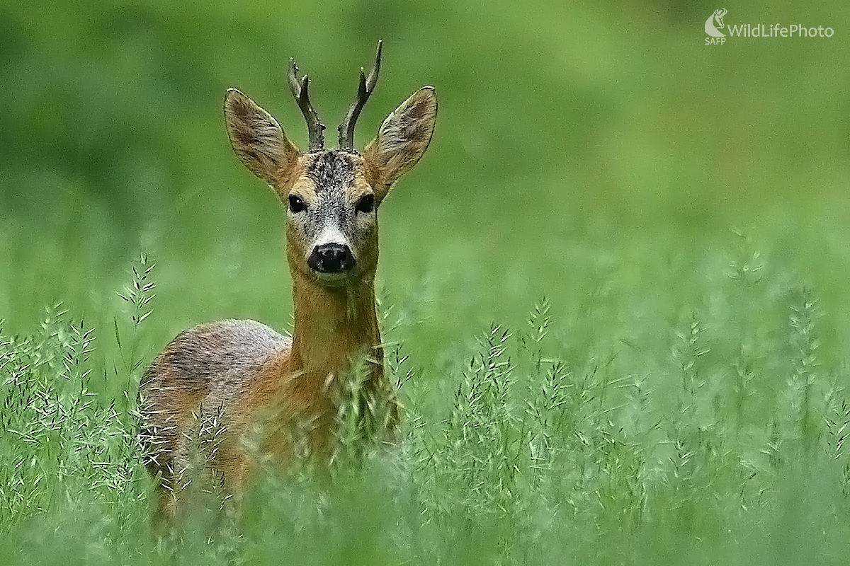 Srnec v tráve (Vladimír Sabo)