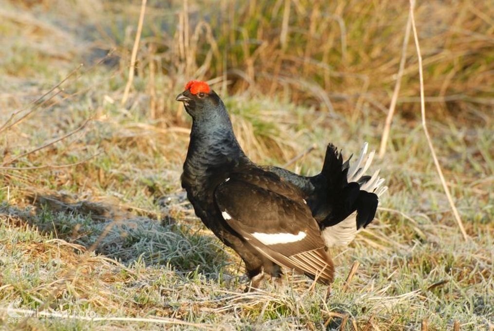 V toku za rána (Jozef Žuffa)