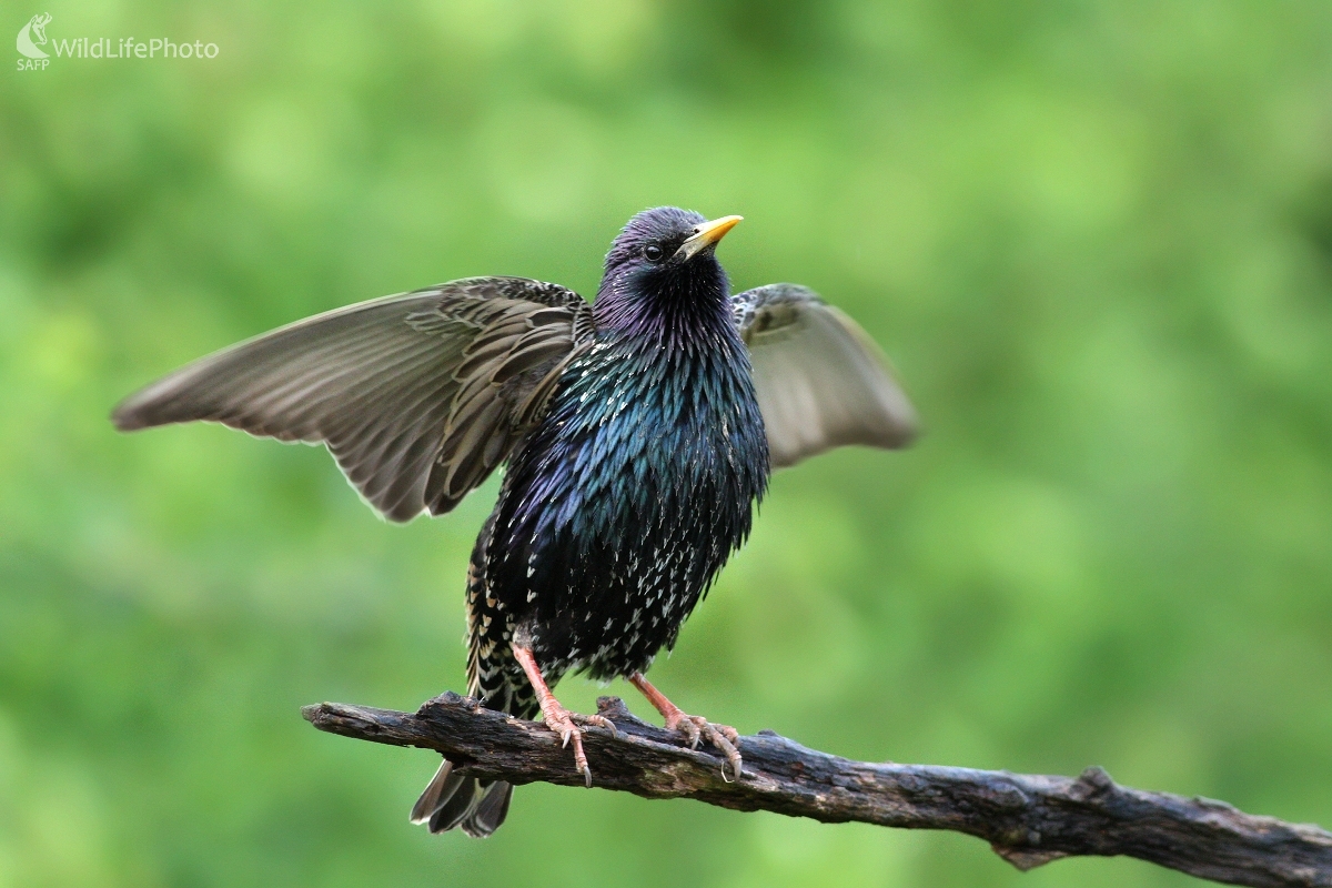 Škorec lesklý ( Sturnus vulgaris) (Martin Šabík)