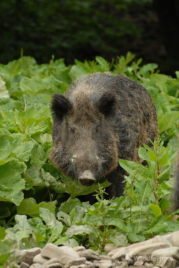 Stretnutie s prízrakom (Jozef Žuffa)
