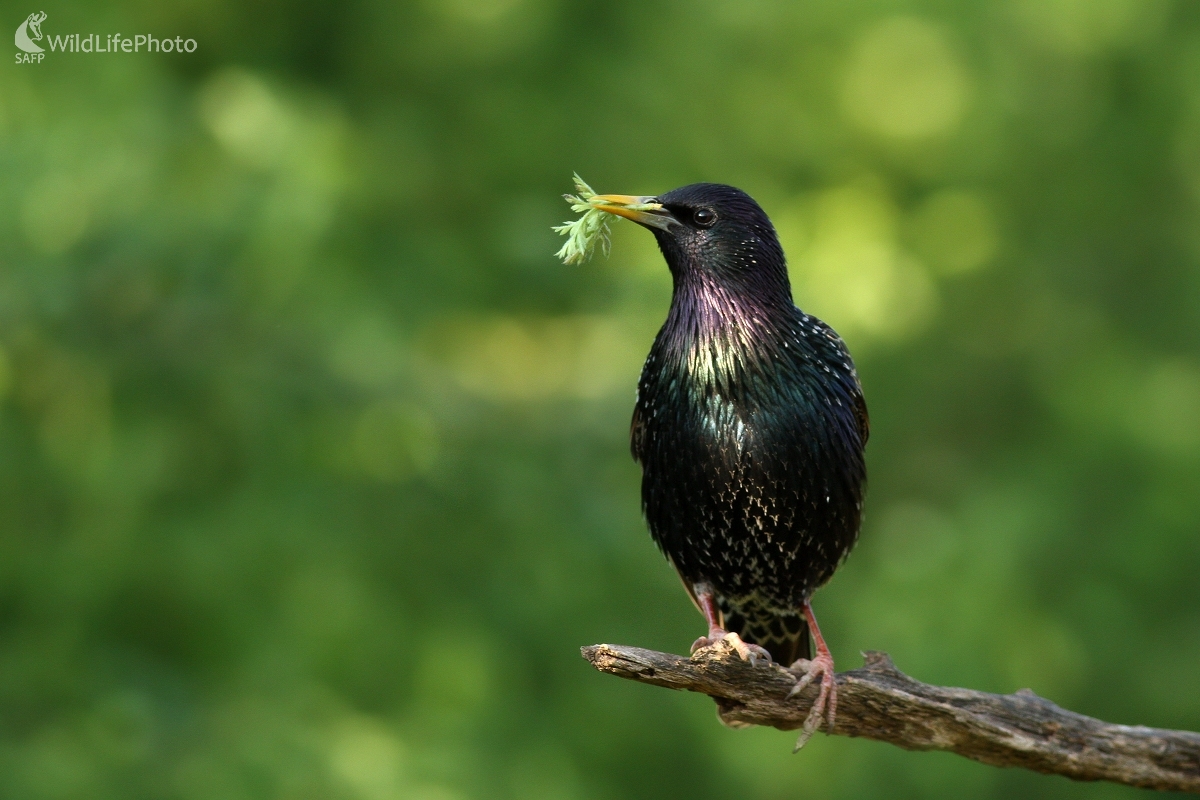 Škorec lesklý ( Sturnus vulgaris) (Martin Šabík)