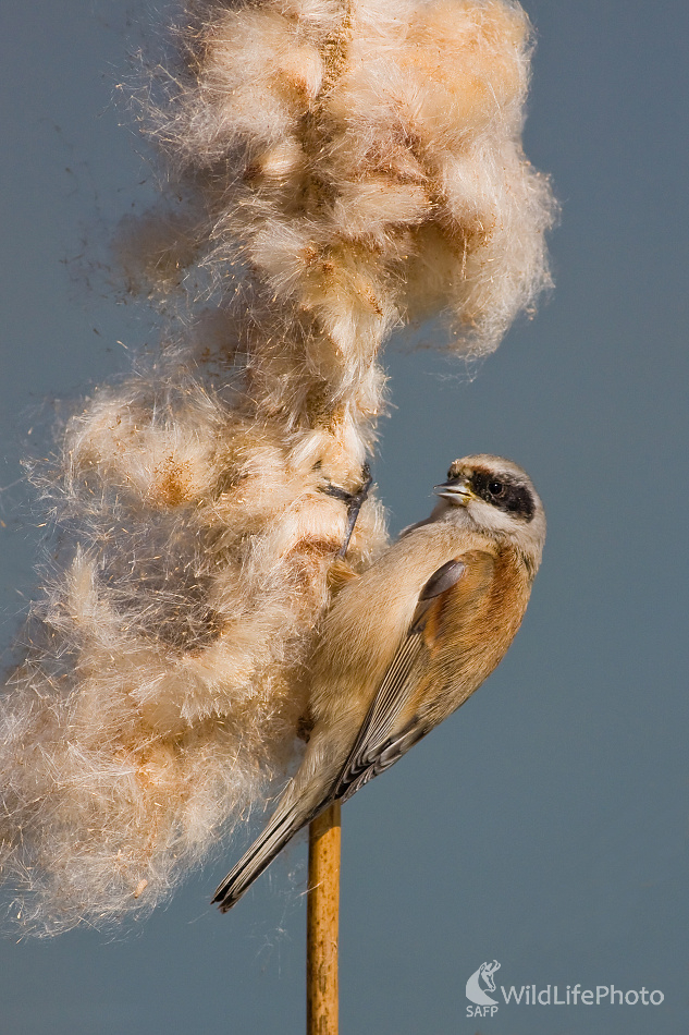 Kúdelnička lužná / Remiz pendulinus (Ladislav Dzivjak)