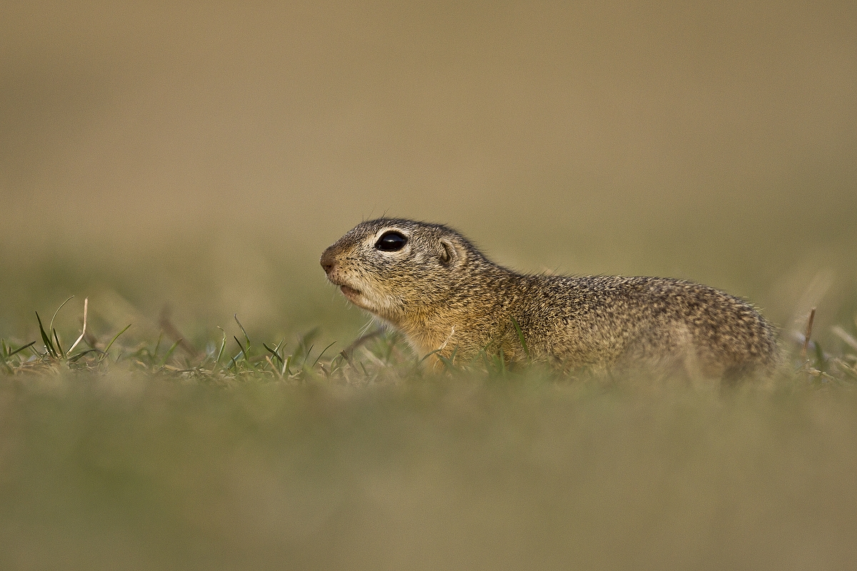 Syseľ (Lukáš Andreides)