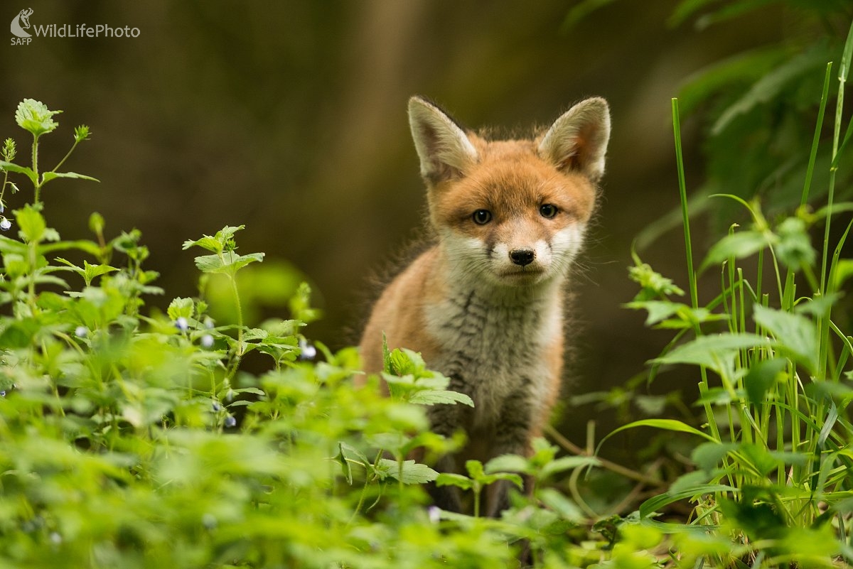 Moje prvé (Ľubomír Ondráško)