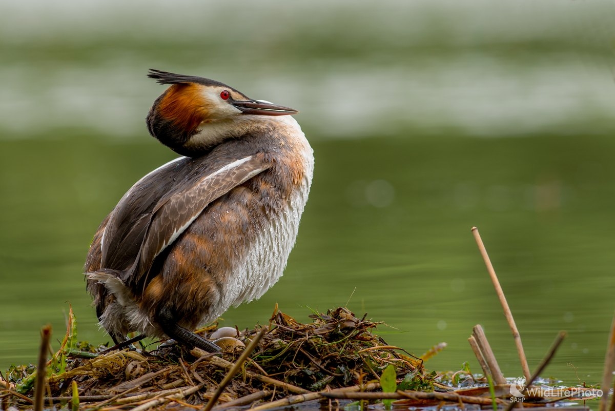 Potápka (Ľubomír Ondráško)