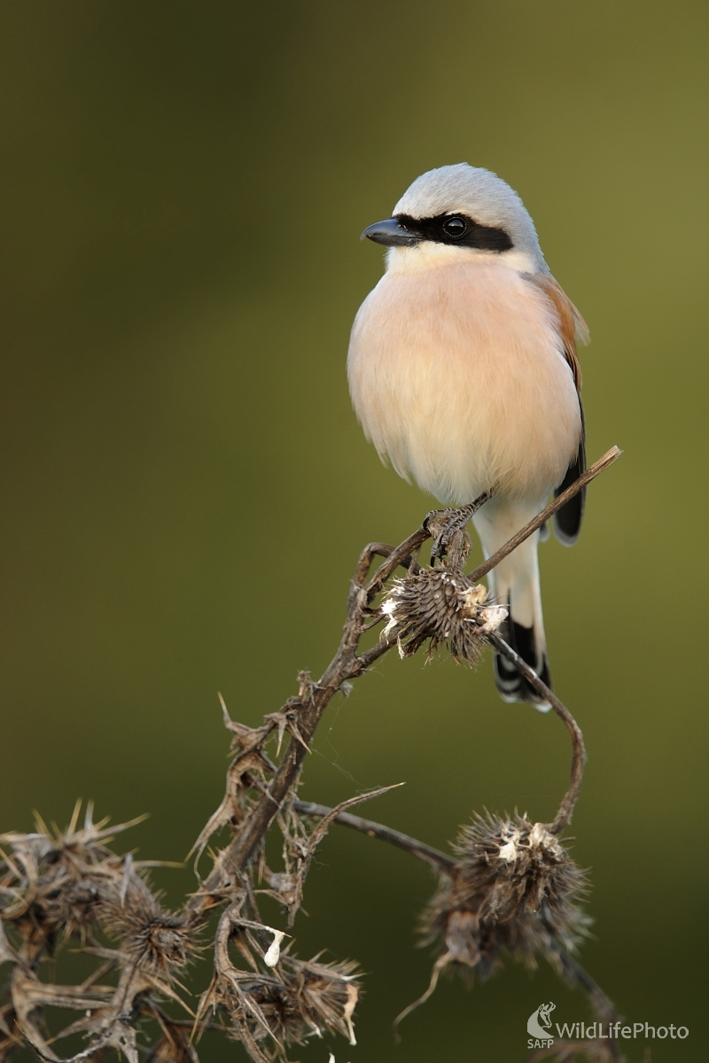 Na stanovišti (František Hromada)