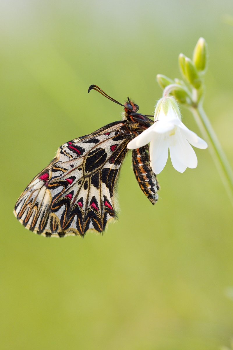 ... jarná.... (Dušan Majerník)