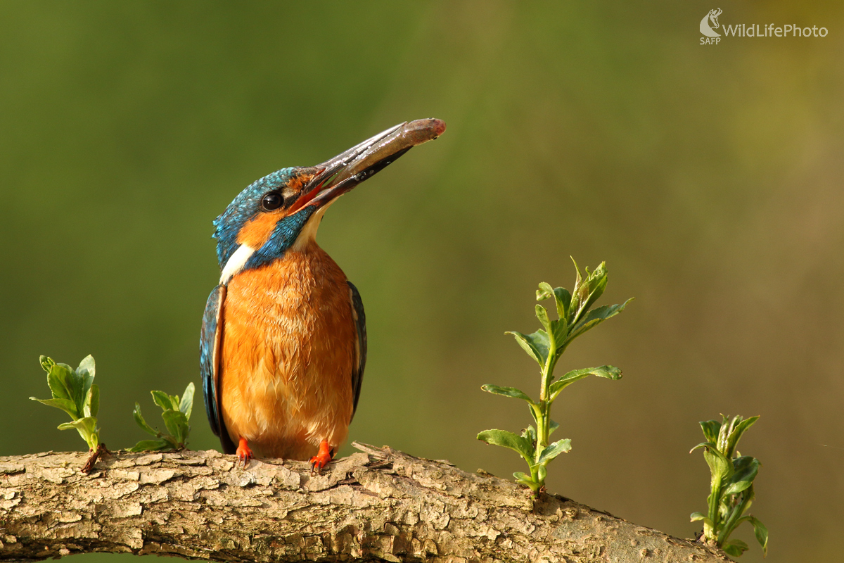 Rybárik riečny - samec (Michal Stoklasa)