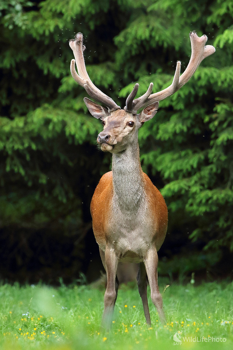 Jeleň lesný (Peter Jurík)