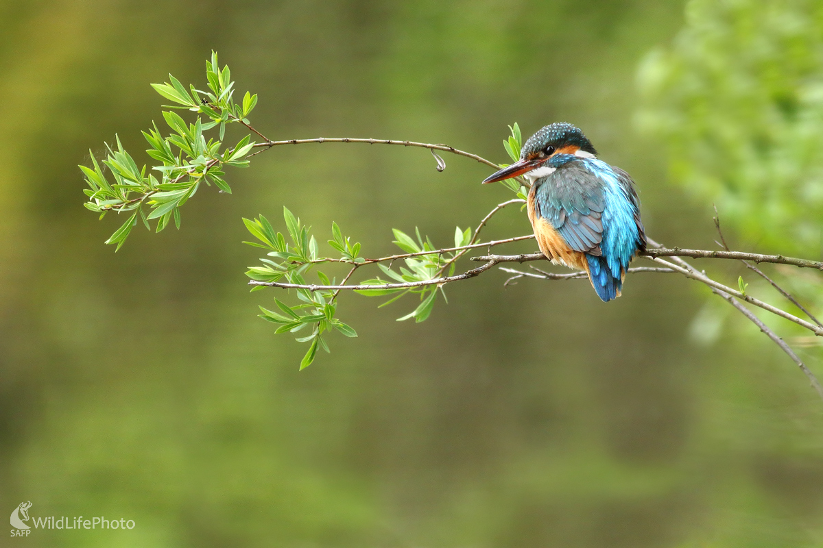 Rybárik riečny - samica (Michal Stoklasa)