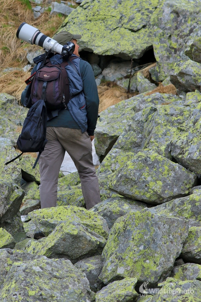 Fotolovec kamzíkov (Maroš Detko)