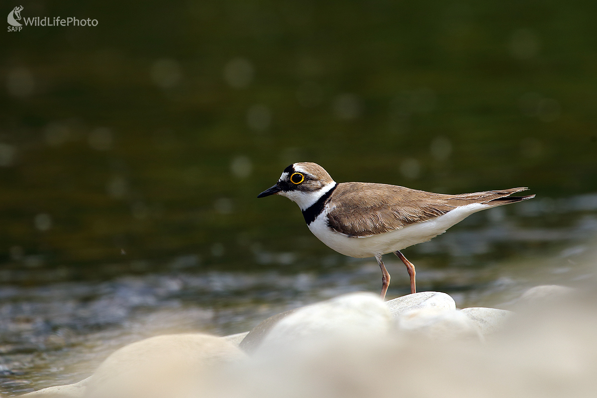 Kulik riečny (Pavol Bukovan)