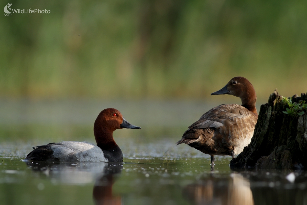 Chochlačka sivá (Aythya ferina) (Martin Šabík)