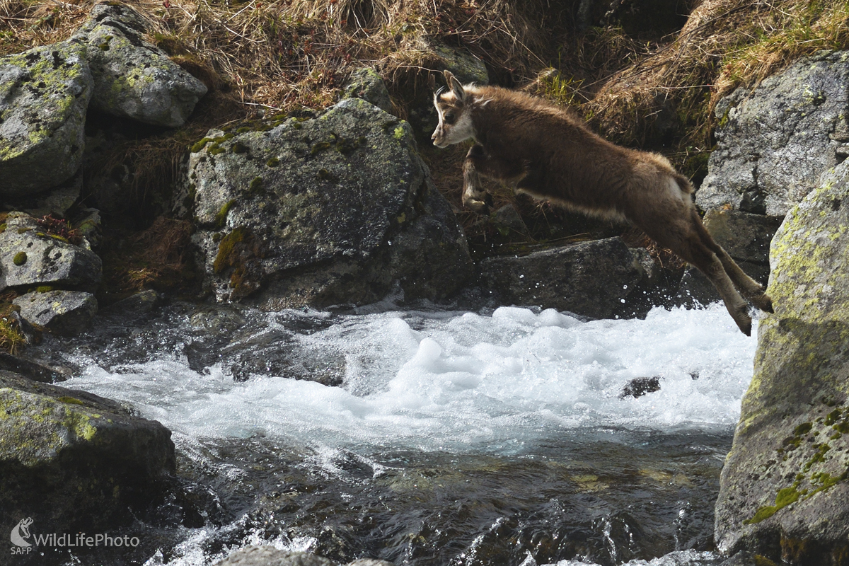 Prelet nad potočím hniezdom (Marian Zelina)