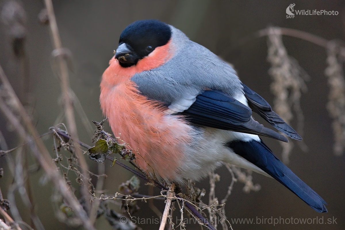Hýľ obyčajný (Pyrrhula pyrrhula) (Stanislav Harvančík)