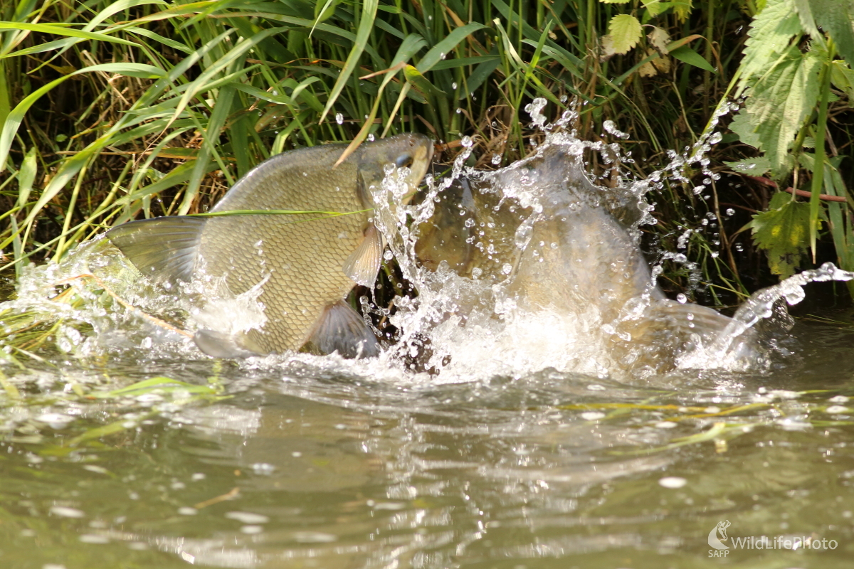 Neres pleskáčov (Jaroslav Šubjak)