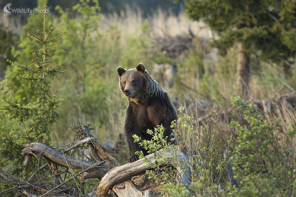 Medvedica (Ivan Godál)