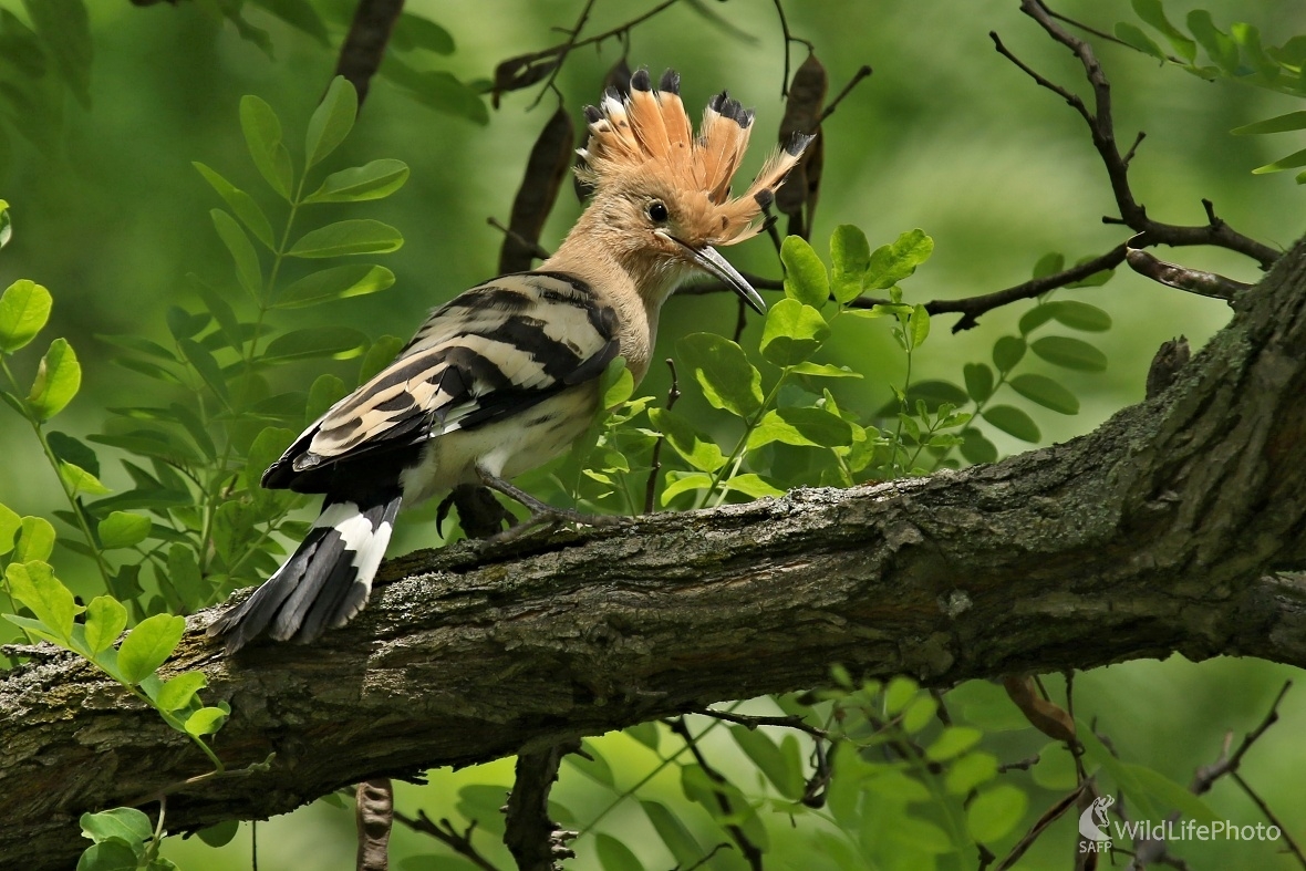 Mladý dudok (Maroš Detko)