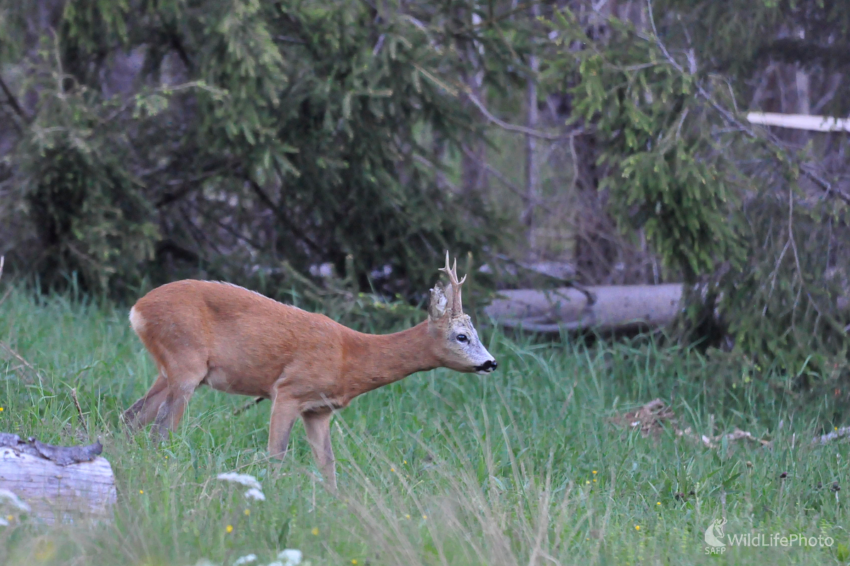 Po západe slnka (Milan Čierny)
