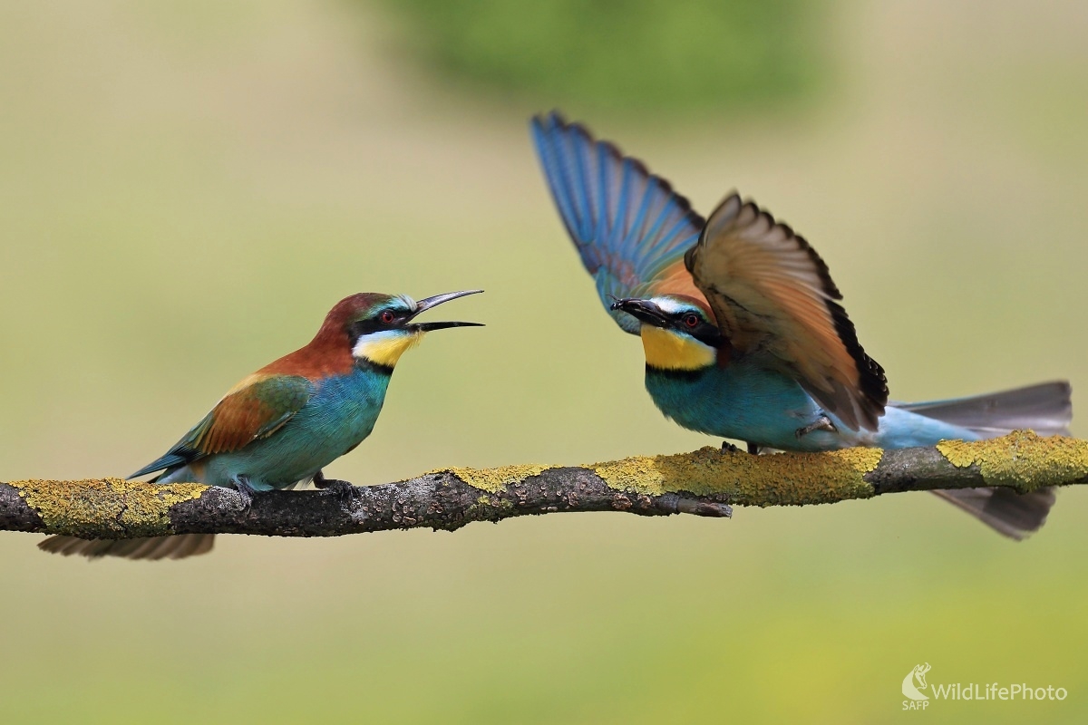 Dvorenie včelárikov (Vladimír Michalec)